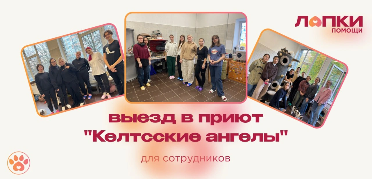 Выгул собак из приюта "Келтсские ангелы" для сотрудников ИТМО