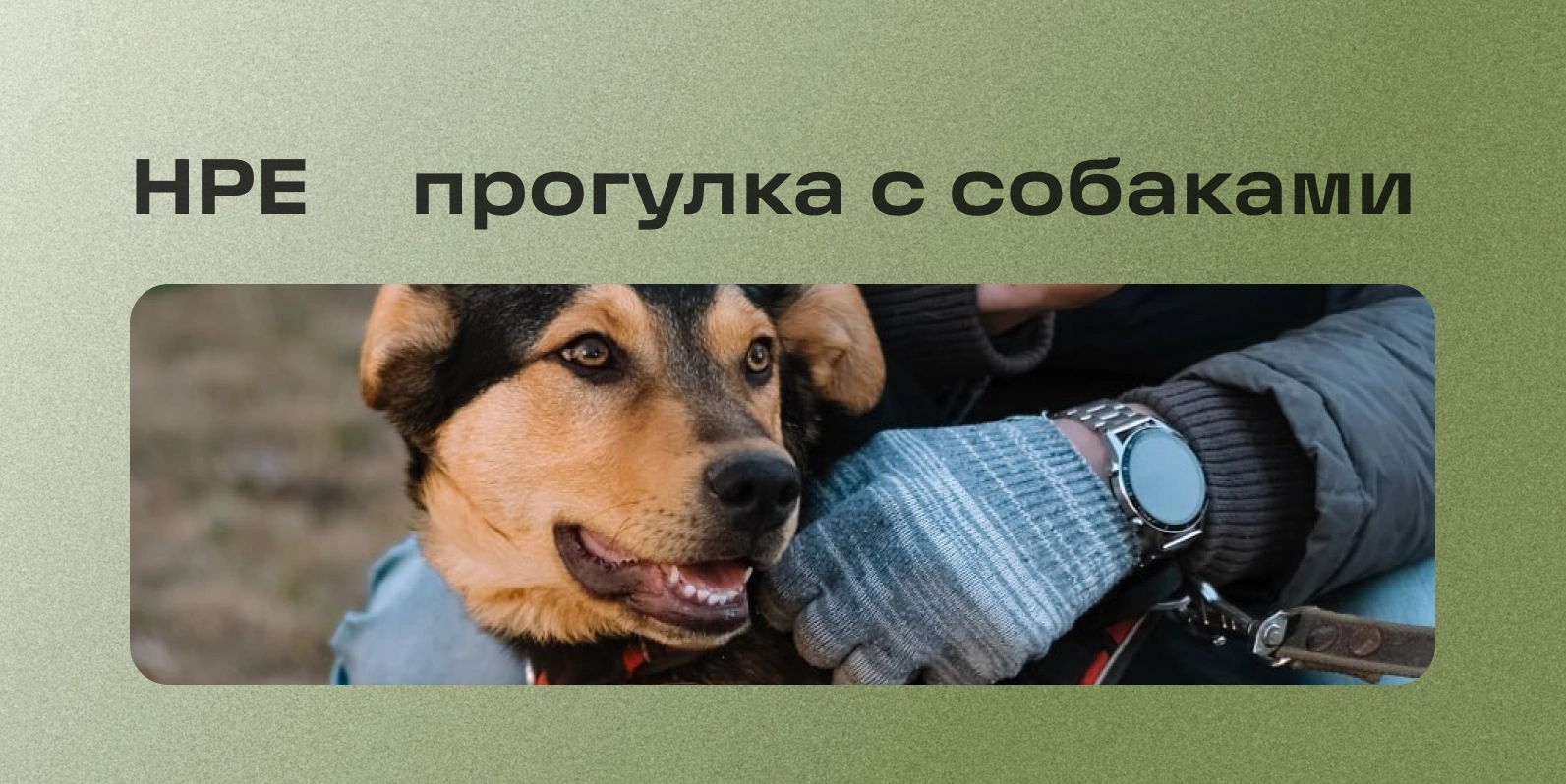 Прогулка сотрудников с собаками из приюта в Пушкине